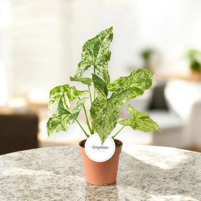 Syngonium 'Mottled'