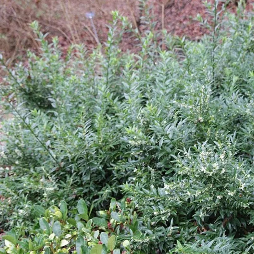 Dettaglio fiori bianchi profumati di Sarcococca ruscifolia tra foglie verde scuro lucide