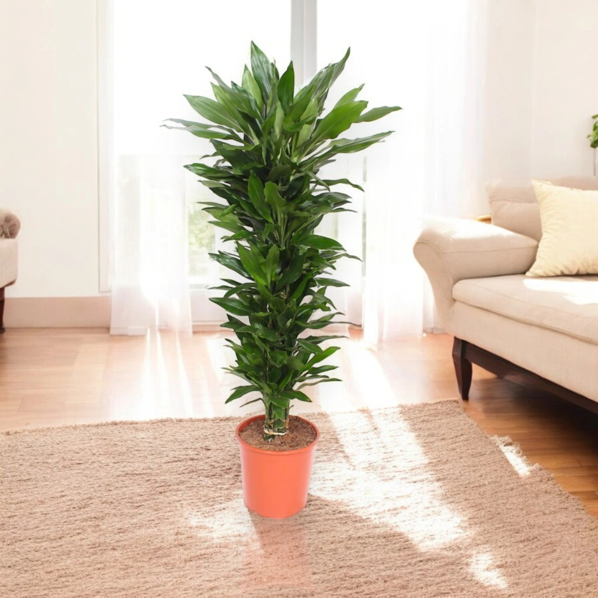 Dracaena fragrans 'Janet Lind'