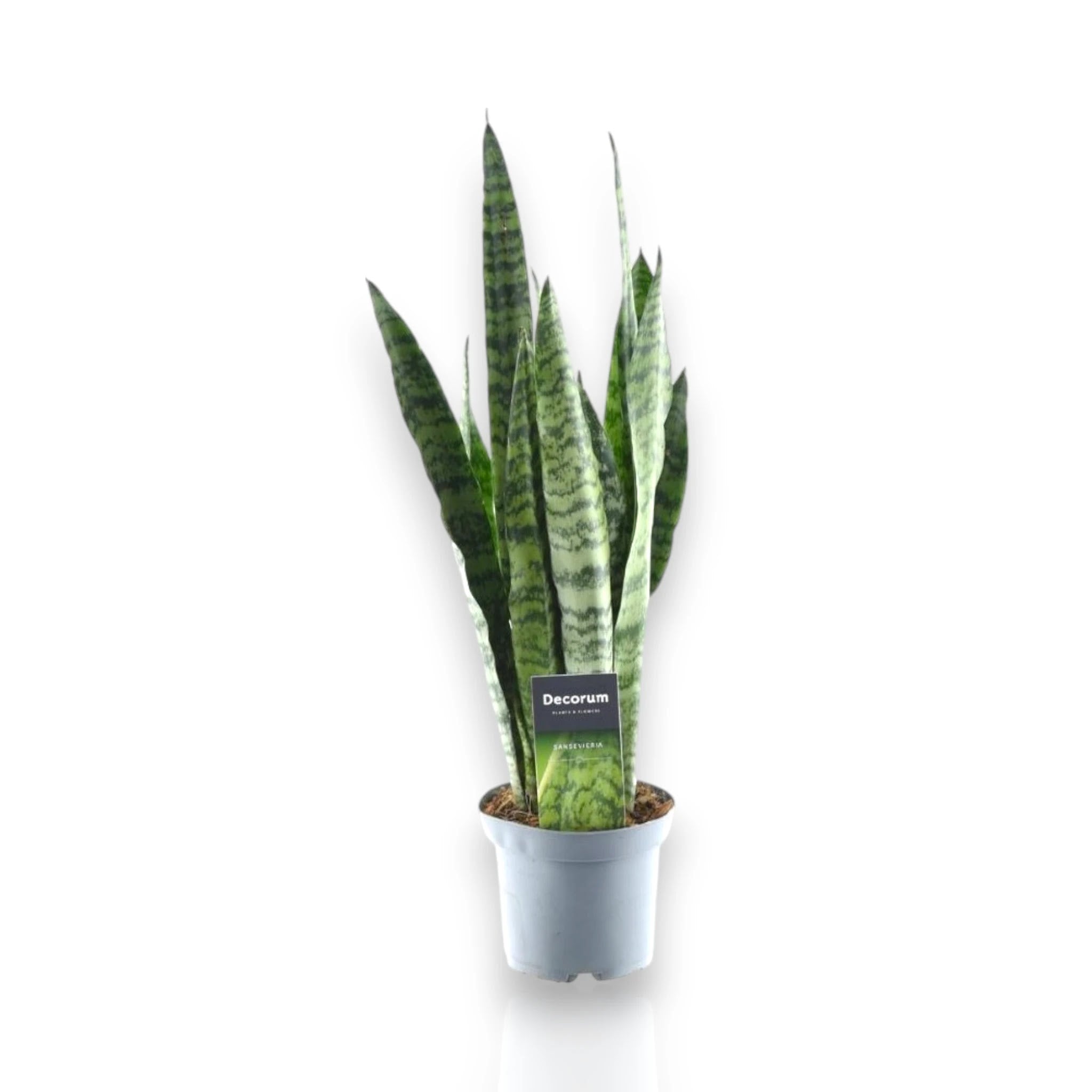 Sansevieria zeylanica