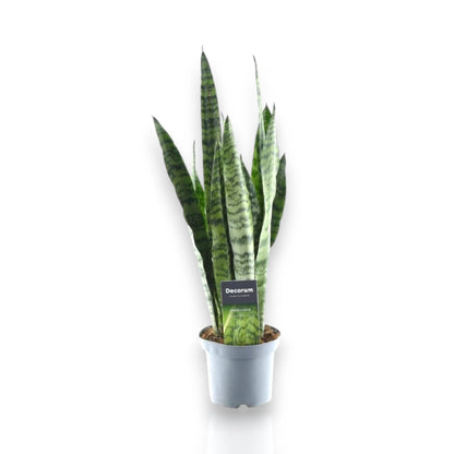 Sansevieria zeylanica