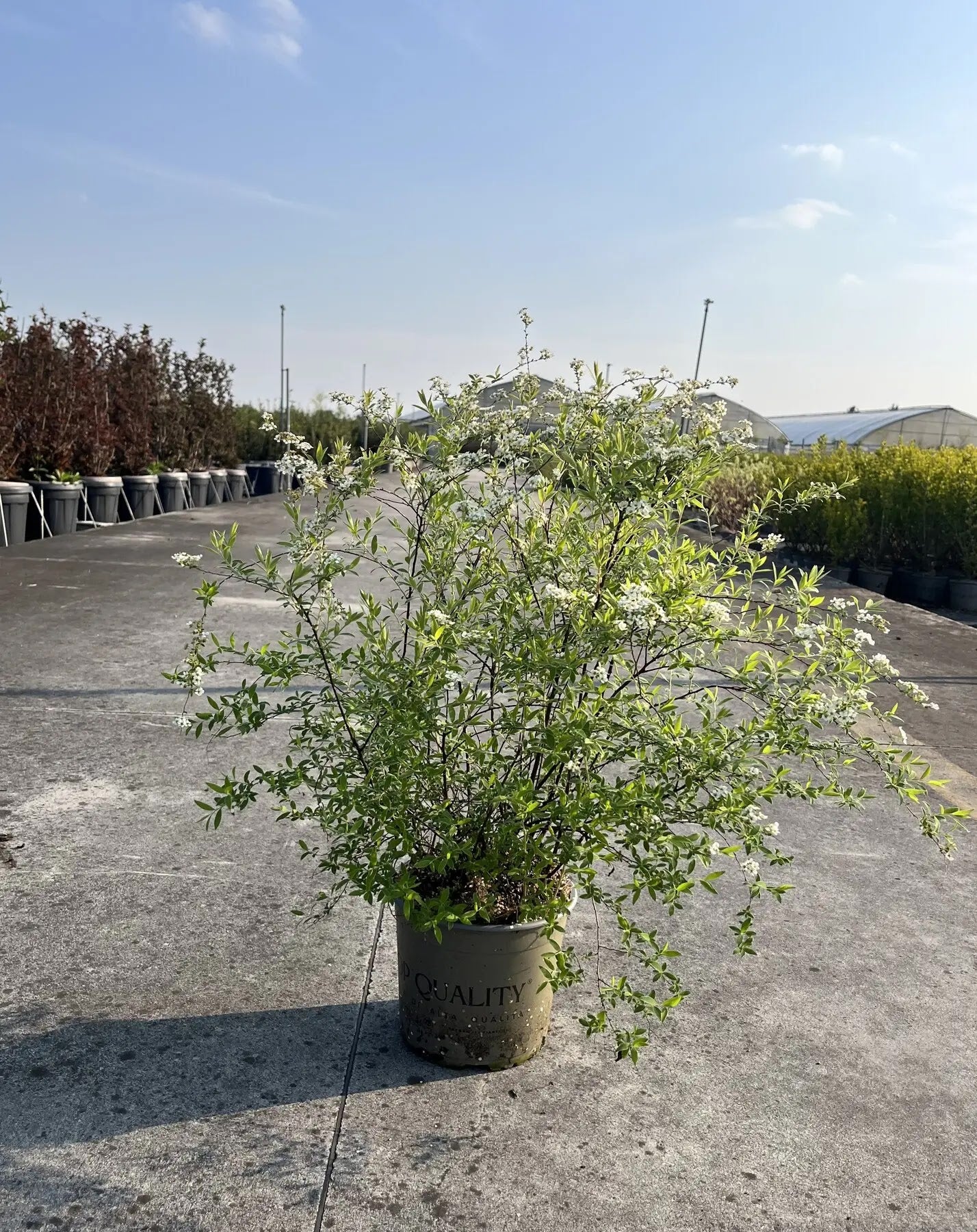 Spirea - Spiraea × cinerea 'Grefsheim'