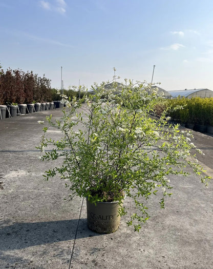 Spirea - Spiraea × cinerea 'Grefsheim'