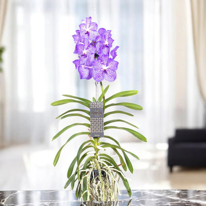 Vanda 'Light Blue'