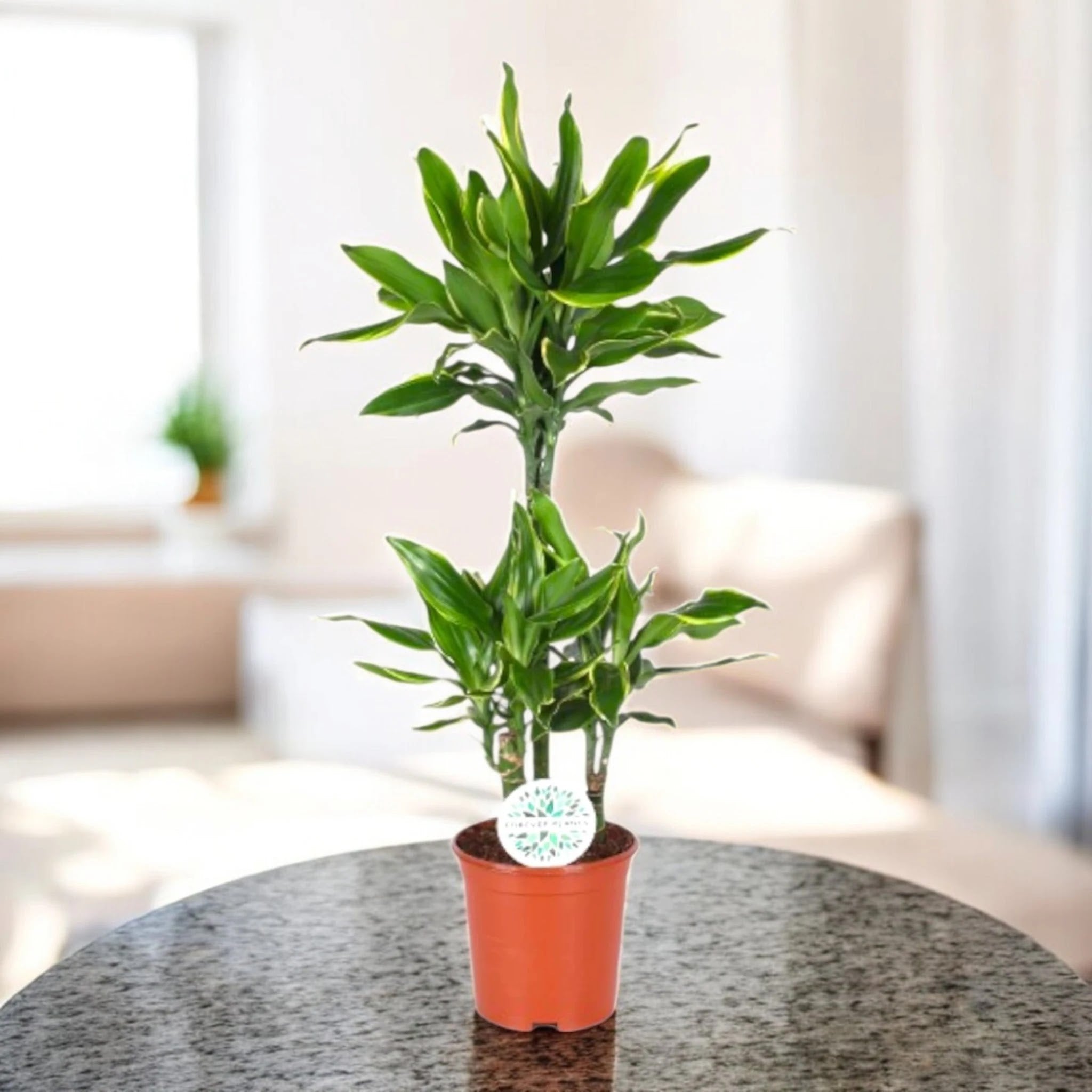 Dracaena fragrans 'Golden coast'