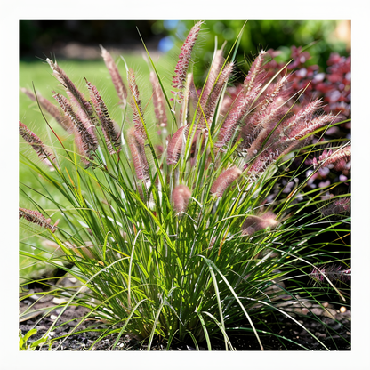 Pennisetum Foxtrot con portamento eretto e spighe bruno-rosate