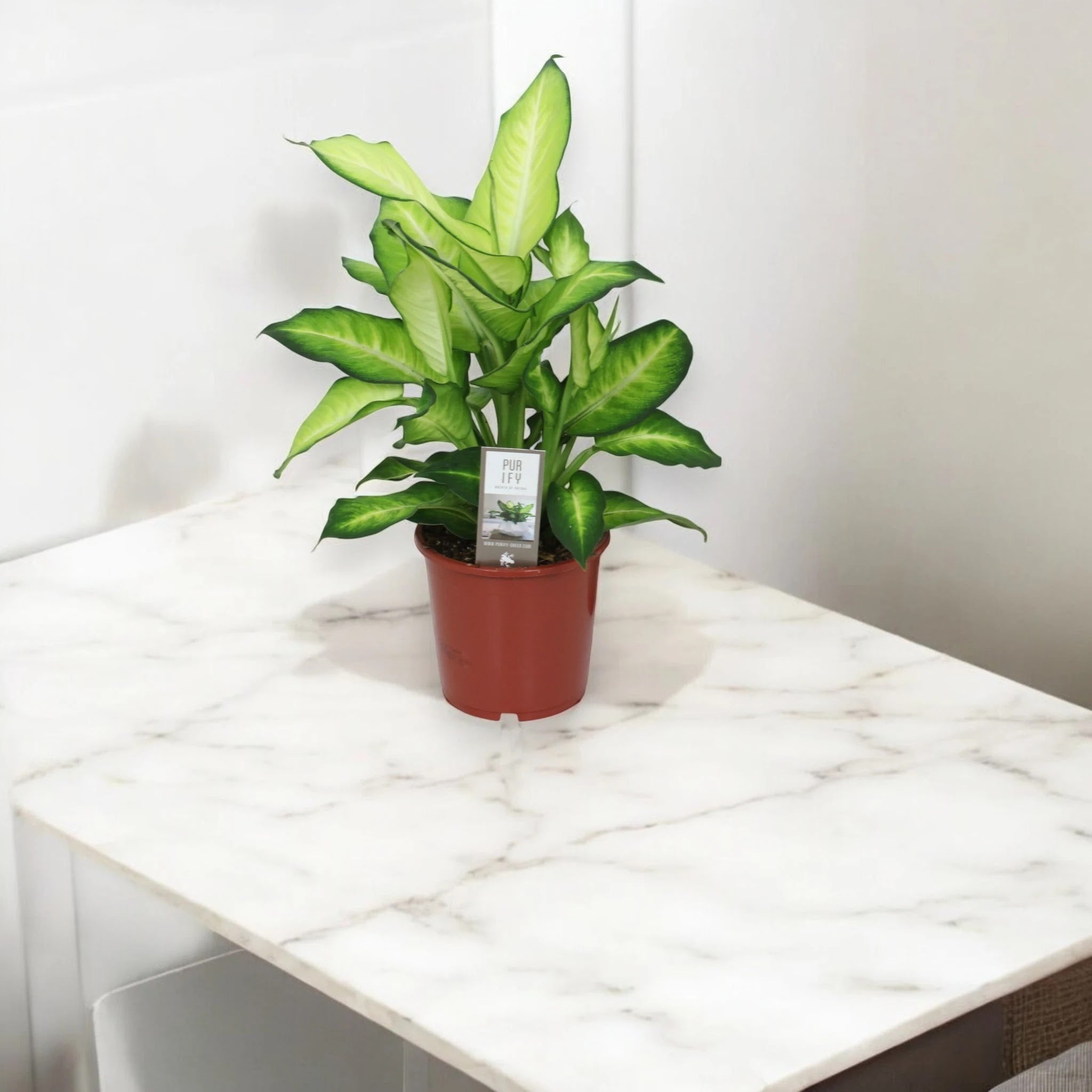 Dieffenbachia 'Summer style'
