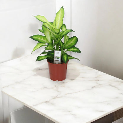 Dieffenbachia 'Summer style'