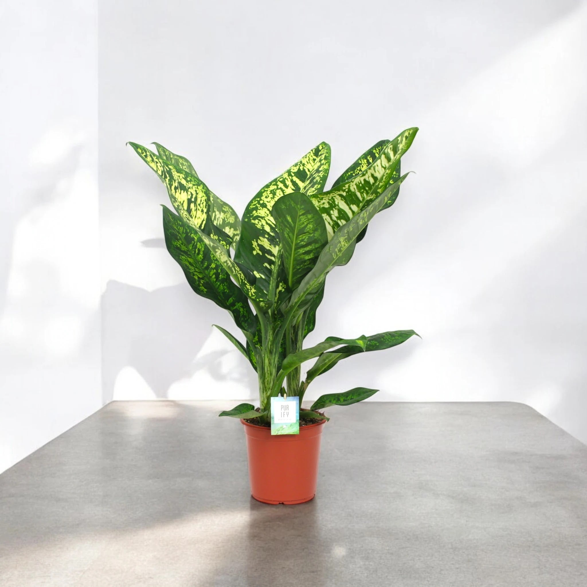 Dieffenbachia seguine 'Crown'