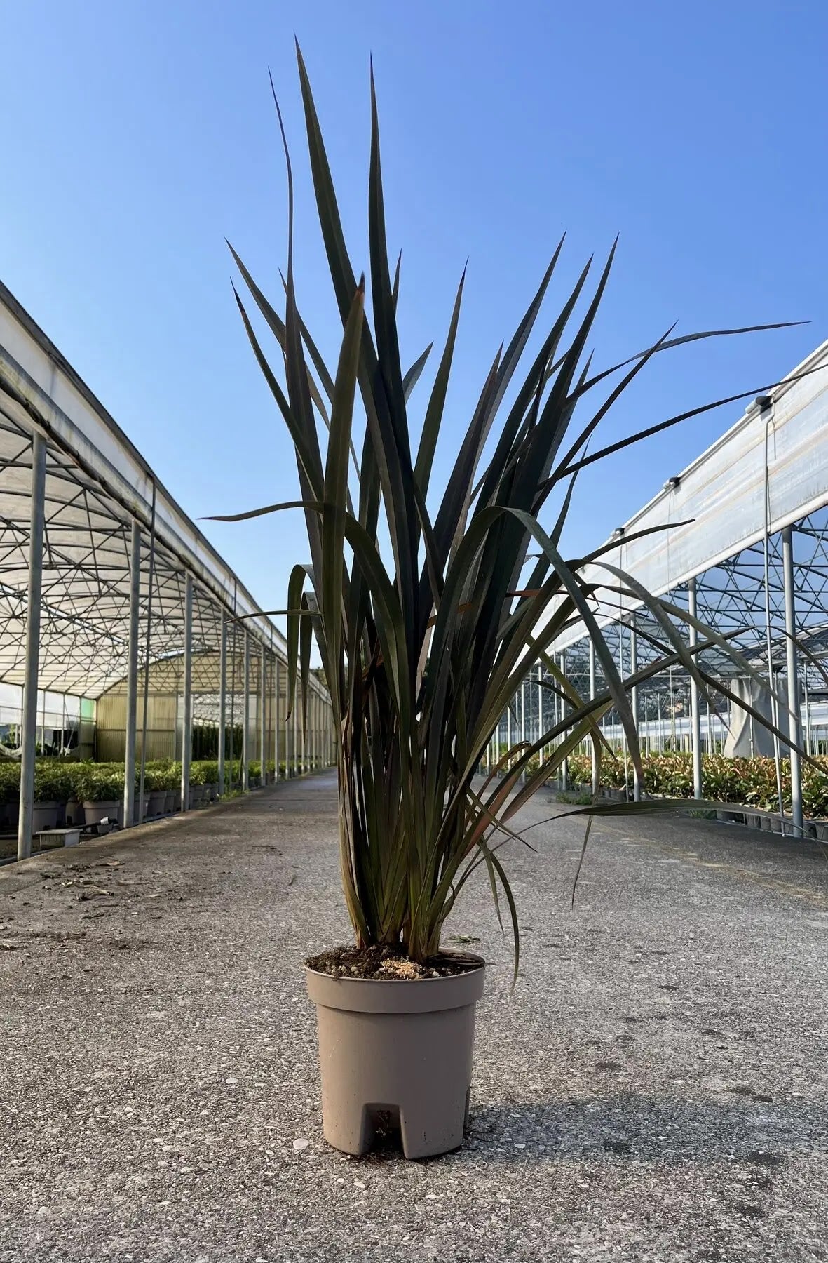 Phormium tenax