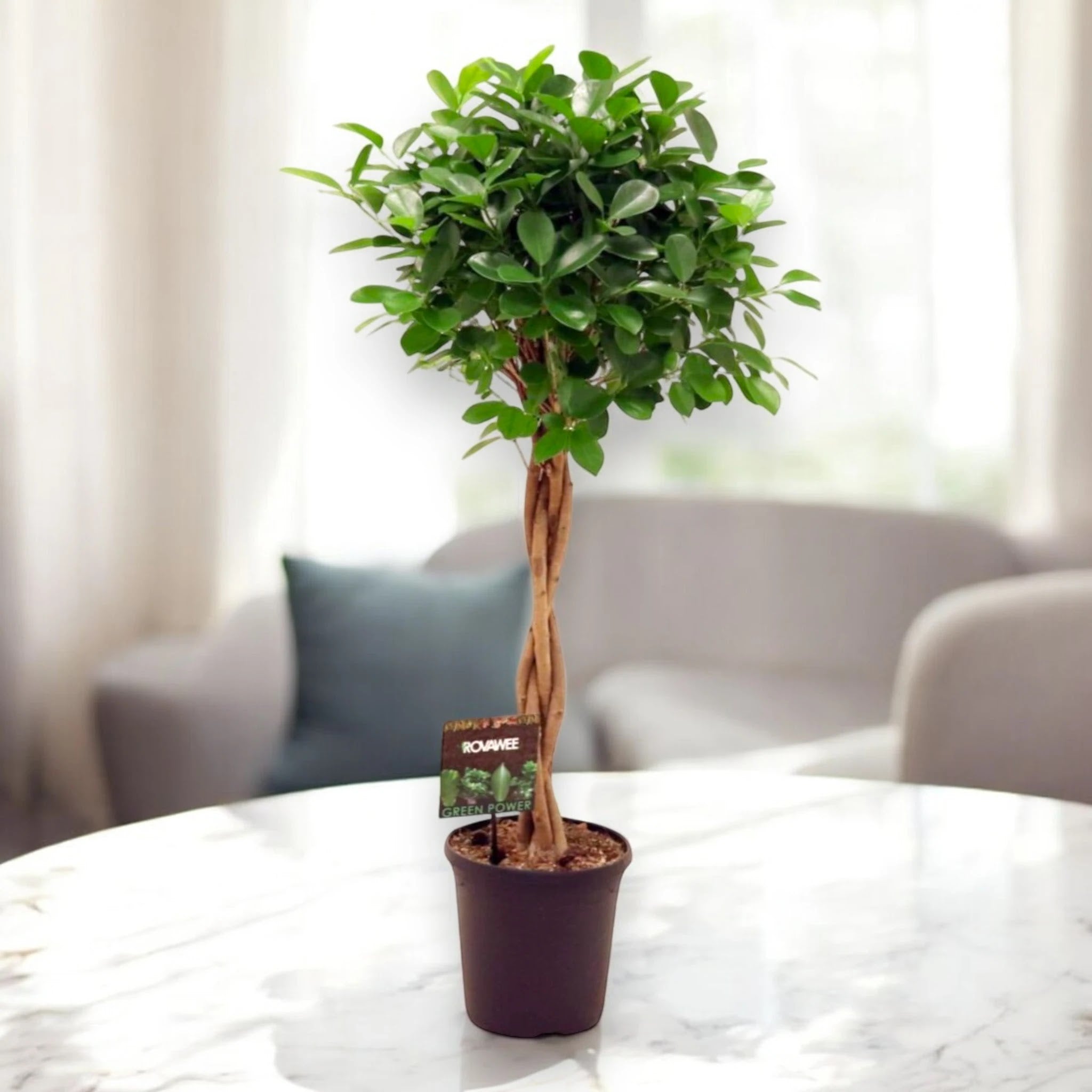 Ficus microcarpa 'Moclame'