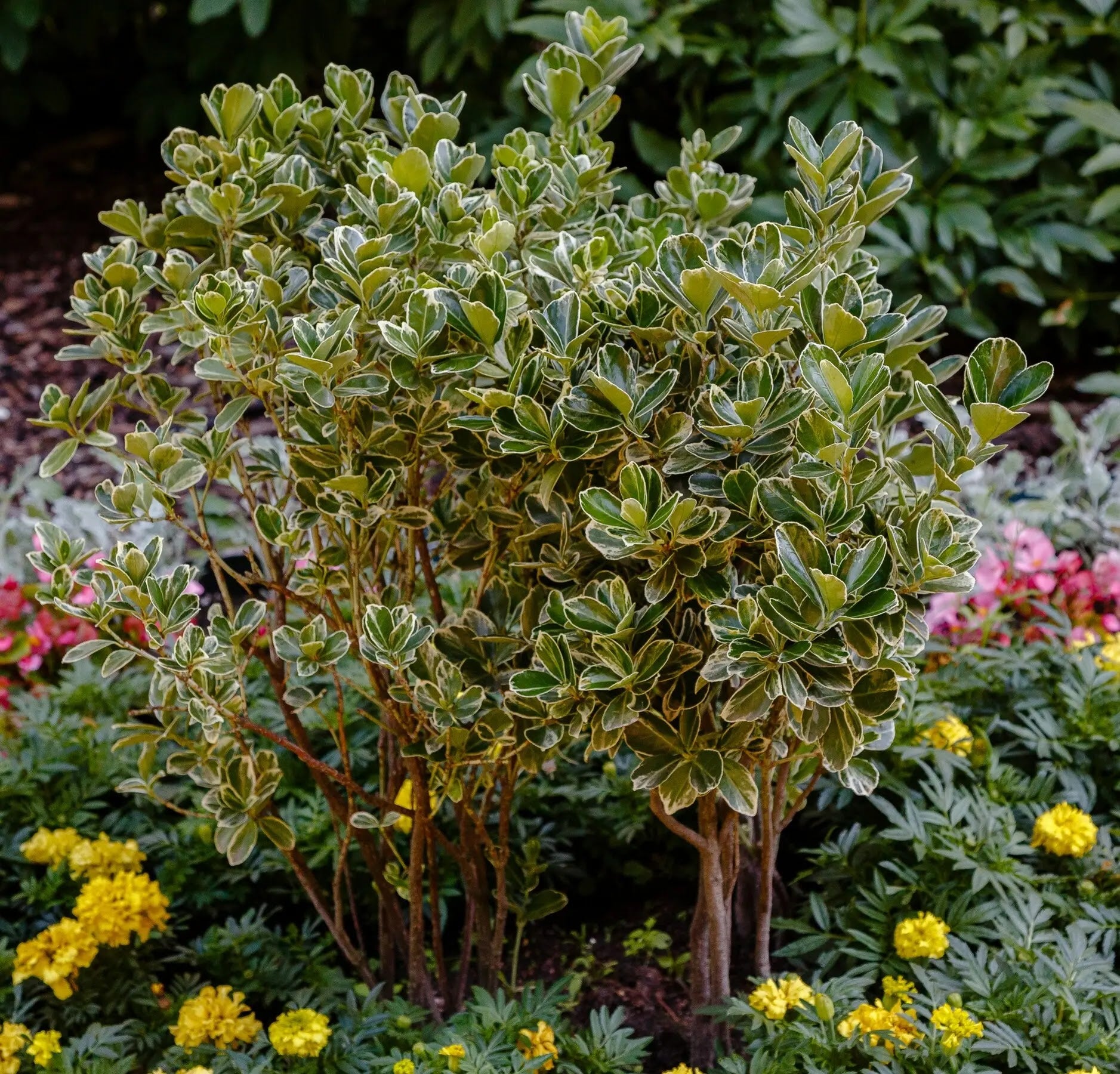 Evonimo - Euonymus fortunei 'Emerald Gaiety'
