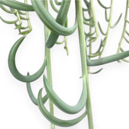 Senecio radicans