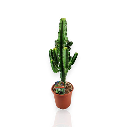 Euphorbia ingens