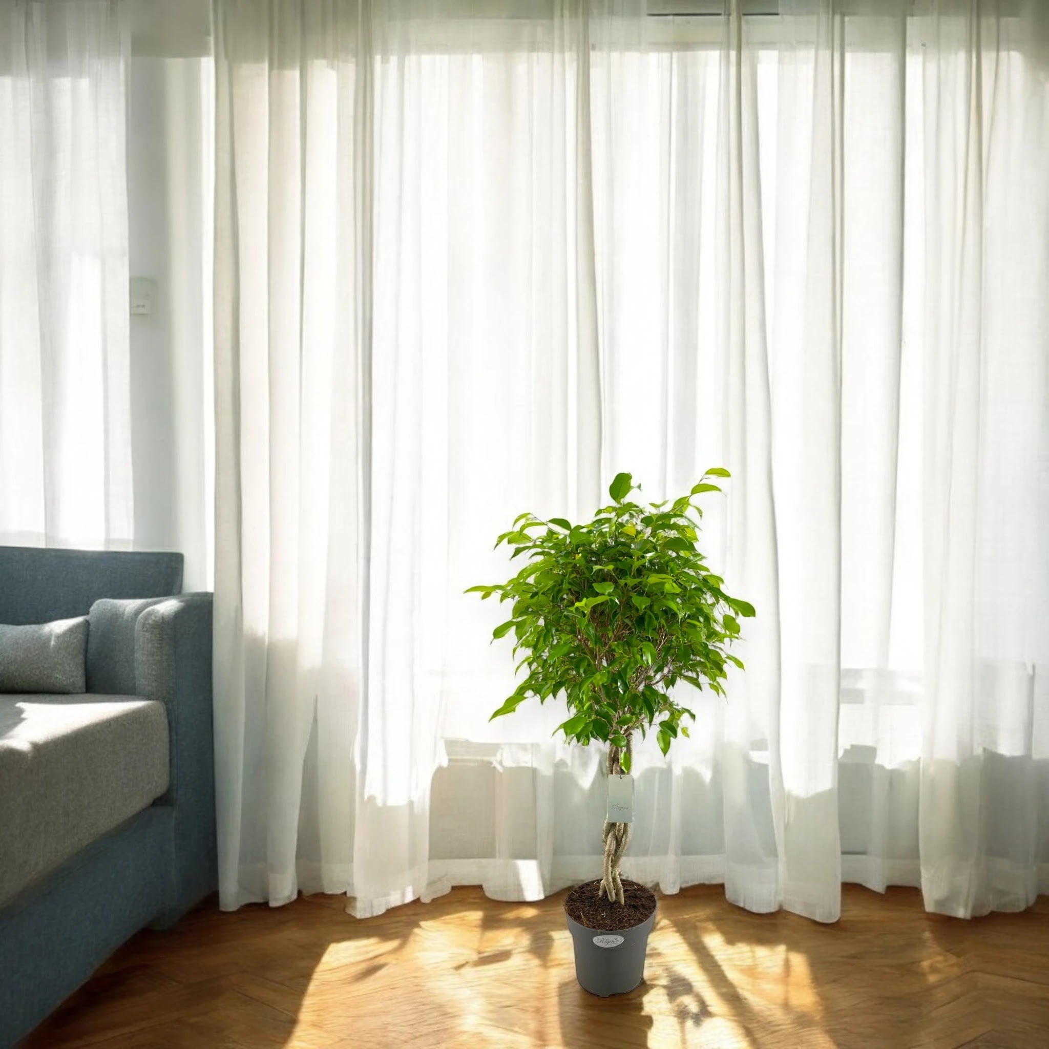 Ficus benjamina 'Exotica'