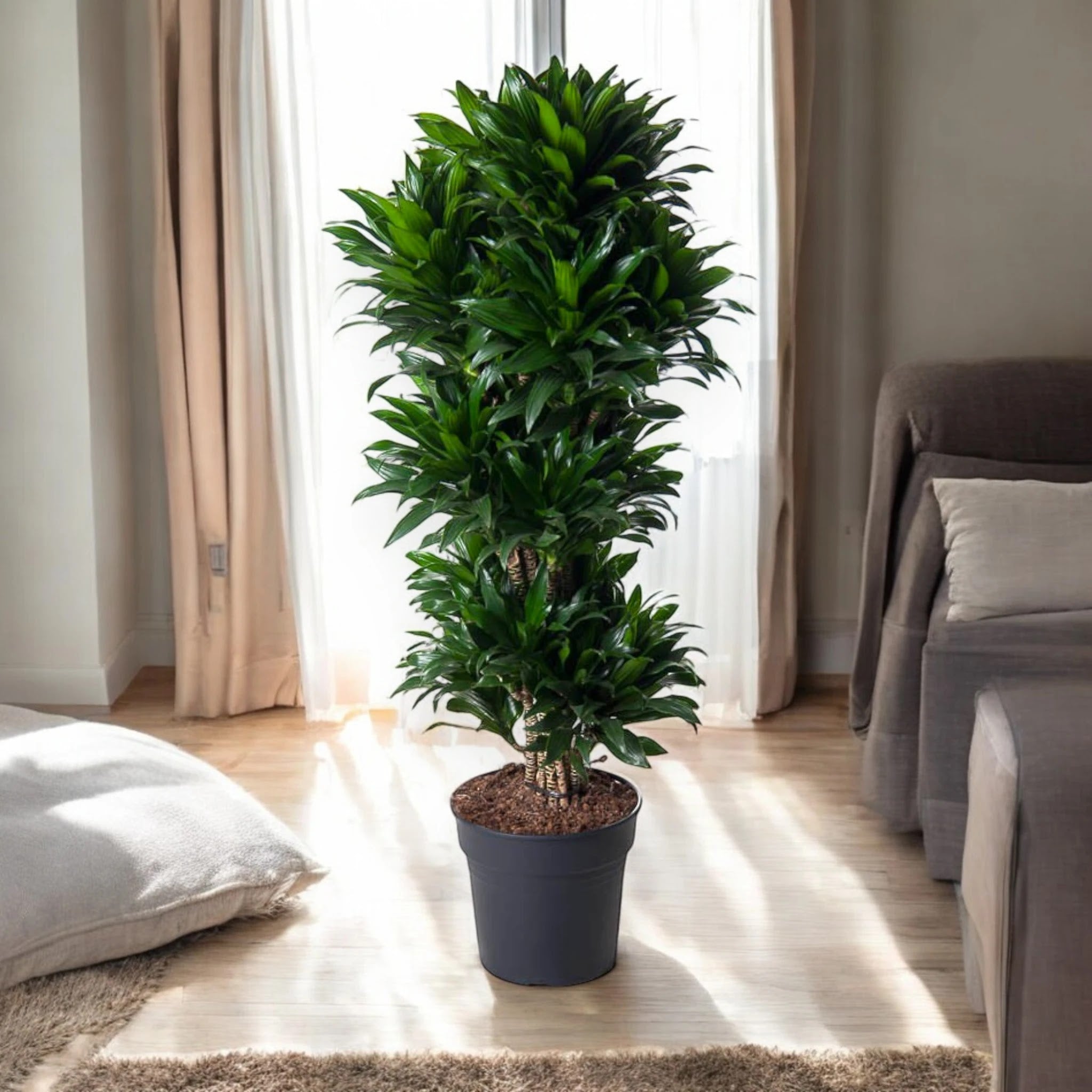 Dracaena fragrans 'Compacta'