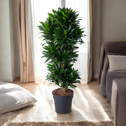 Dracaena fragrans 'Compacta'