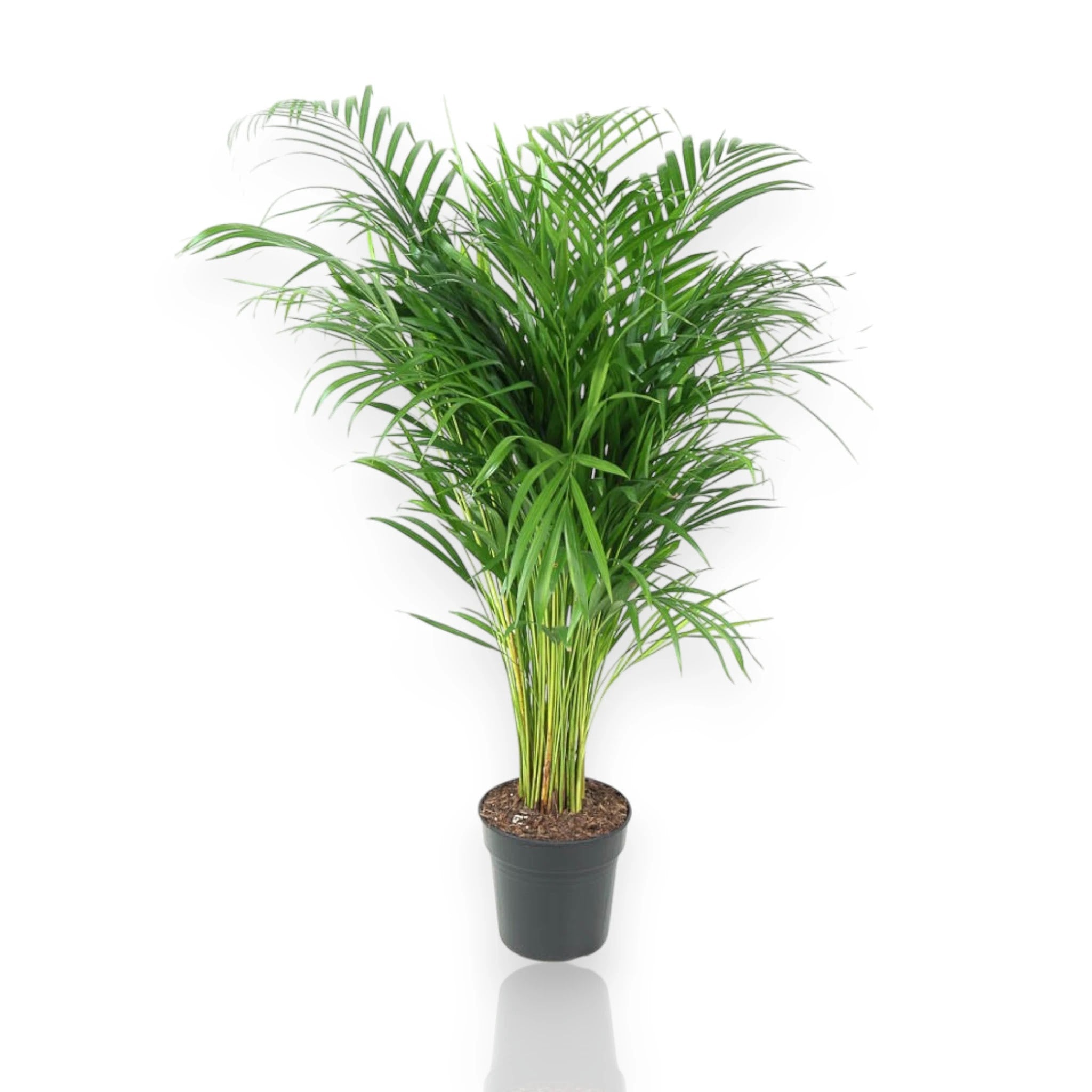 Areca - Dypsis lutescens