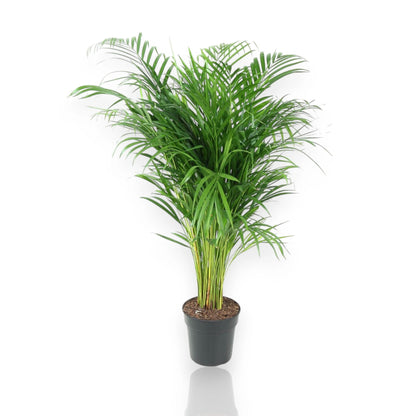 Areca - Dypsis lutescens