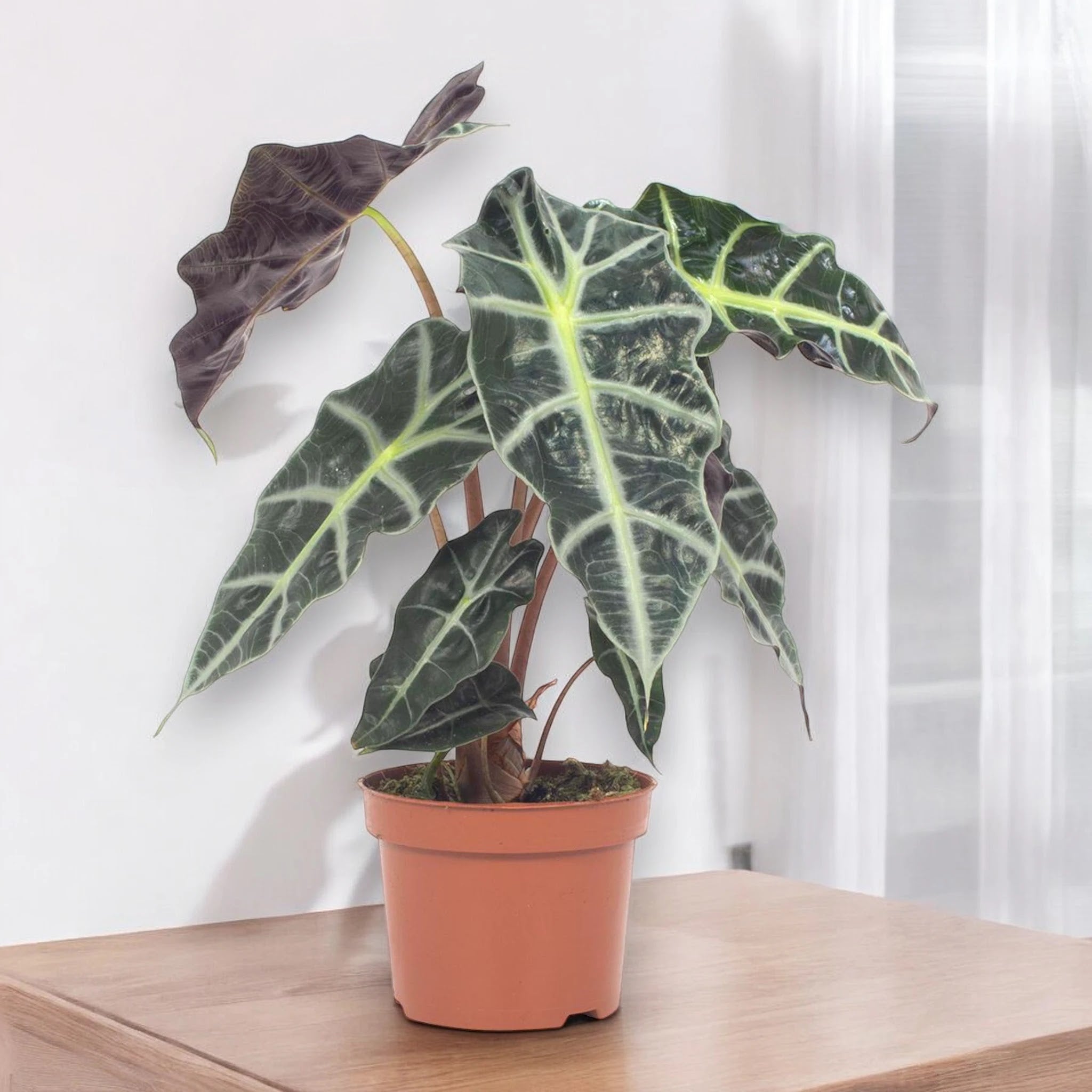 Alocasia 'Polly'