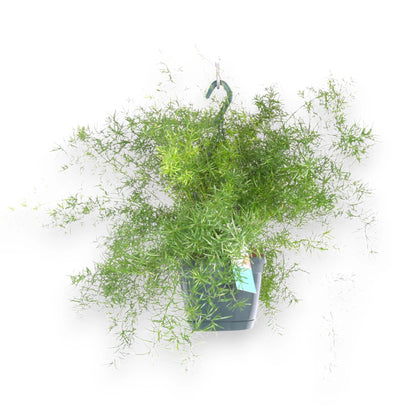 Asparagus densiflorus 'Sprengeri'