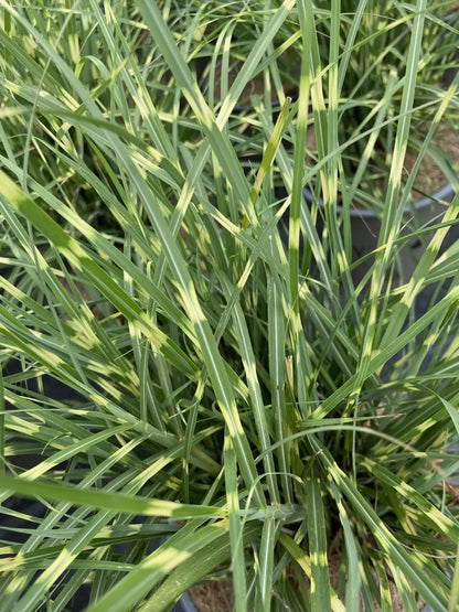 Miscanthus sinensis Strictus Dwarf cespuglio compatto con foglie verdi striate giallo crema