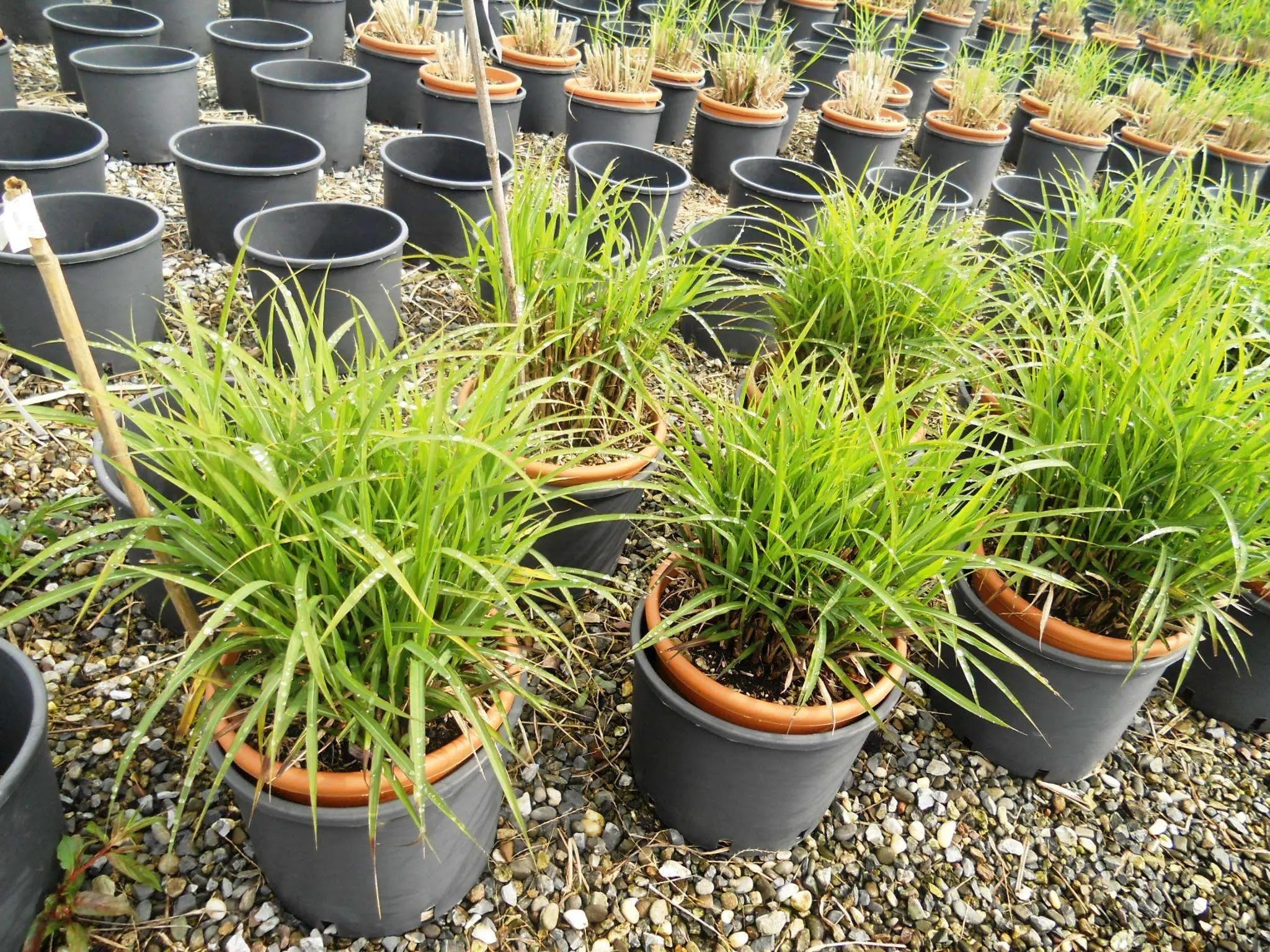Miscanthus sinensis Dronning Ingrid graminacea ornamentale con fogliame rosso autunnale in giardino