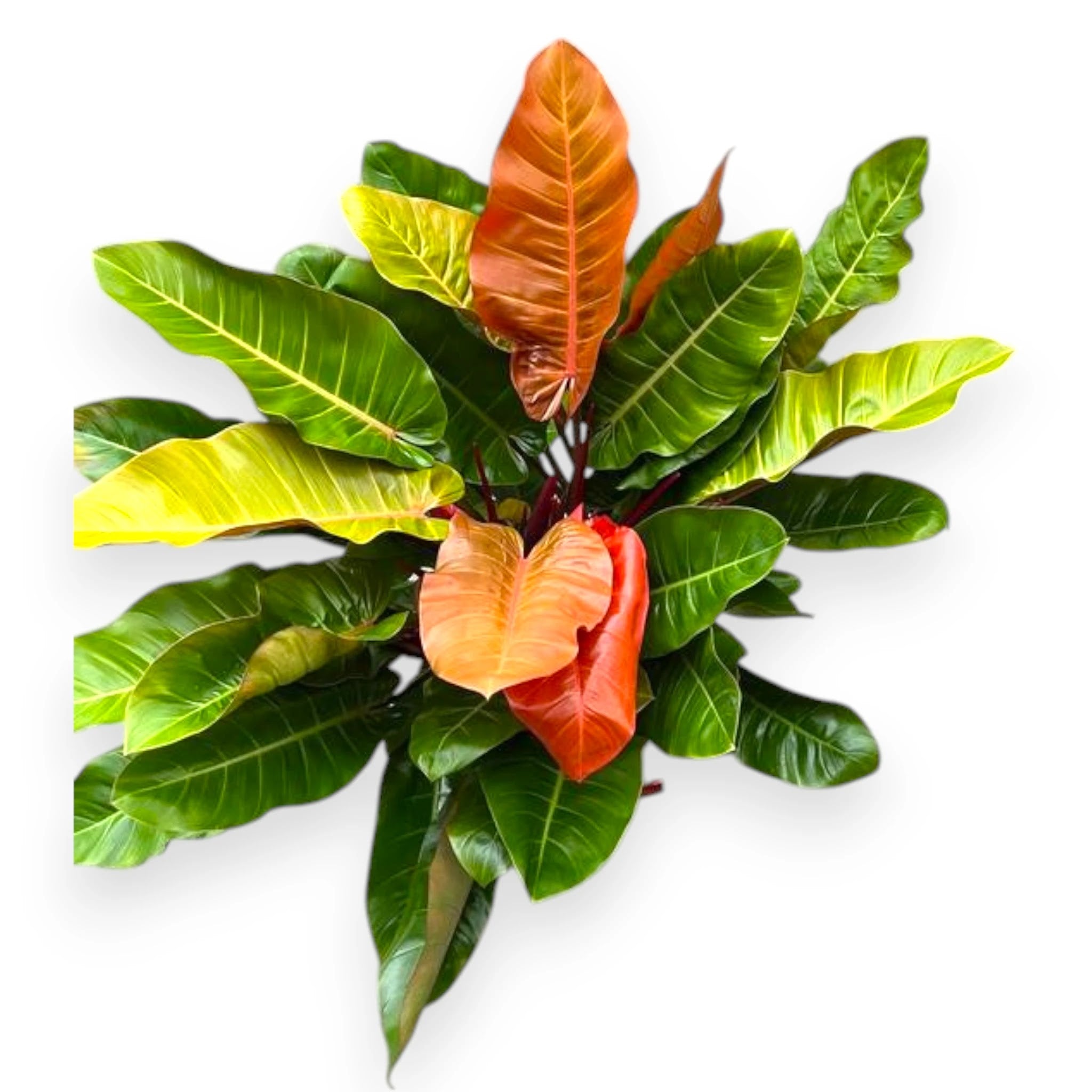 Philodendron 'Prince of orange'