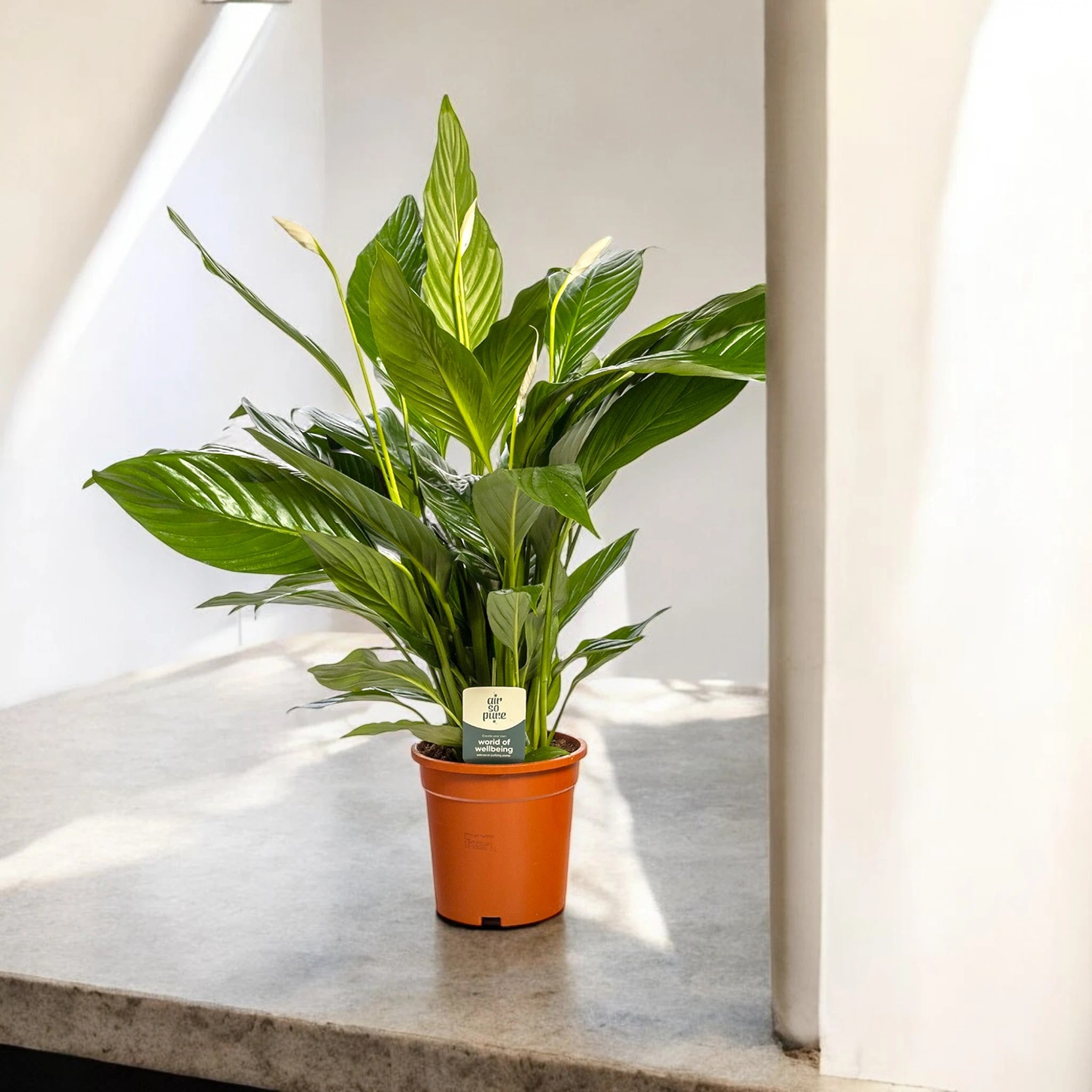 Dettaglio brattea bianca e foglie verdi lucide di Spathiphyllum Sweet Lauretta