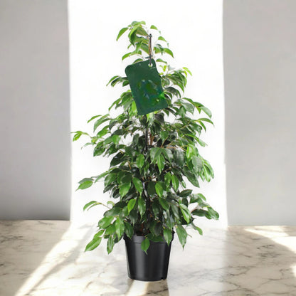 Ficus benjamina 'Danielle'
