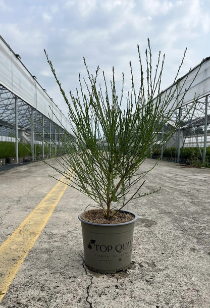 Cytisus scoparius