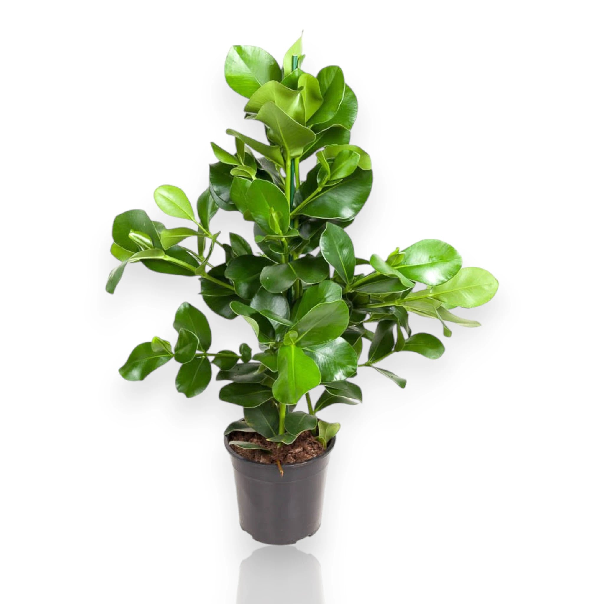 Clusia rosea