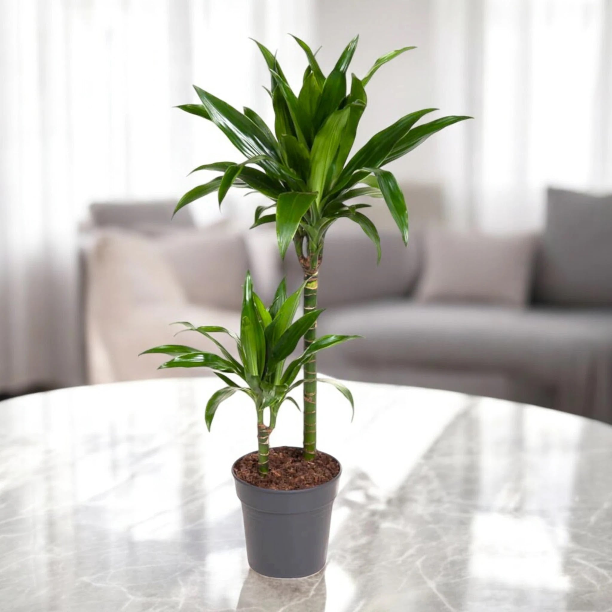 Dracaena fragrans 'Janet craig'