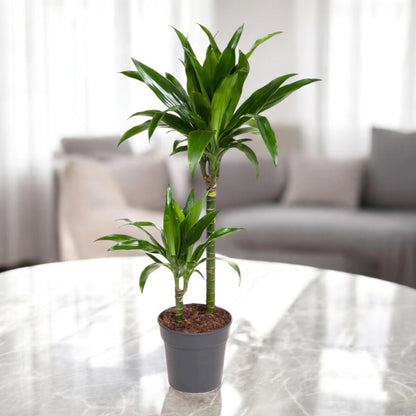 Dracaena fragrans 'Janet craig'