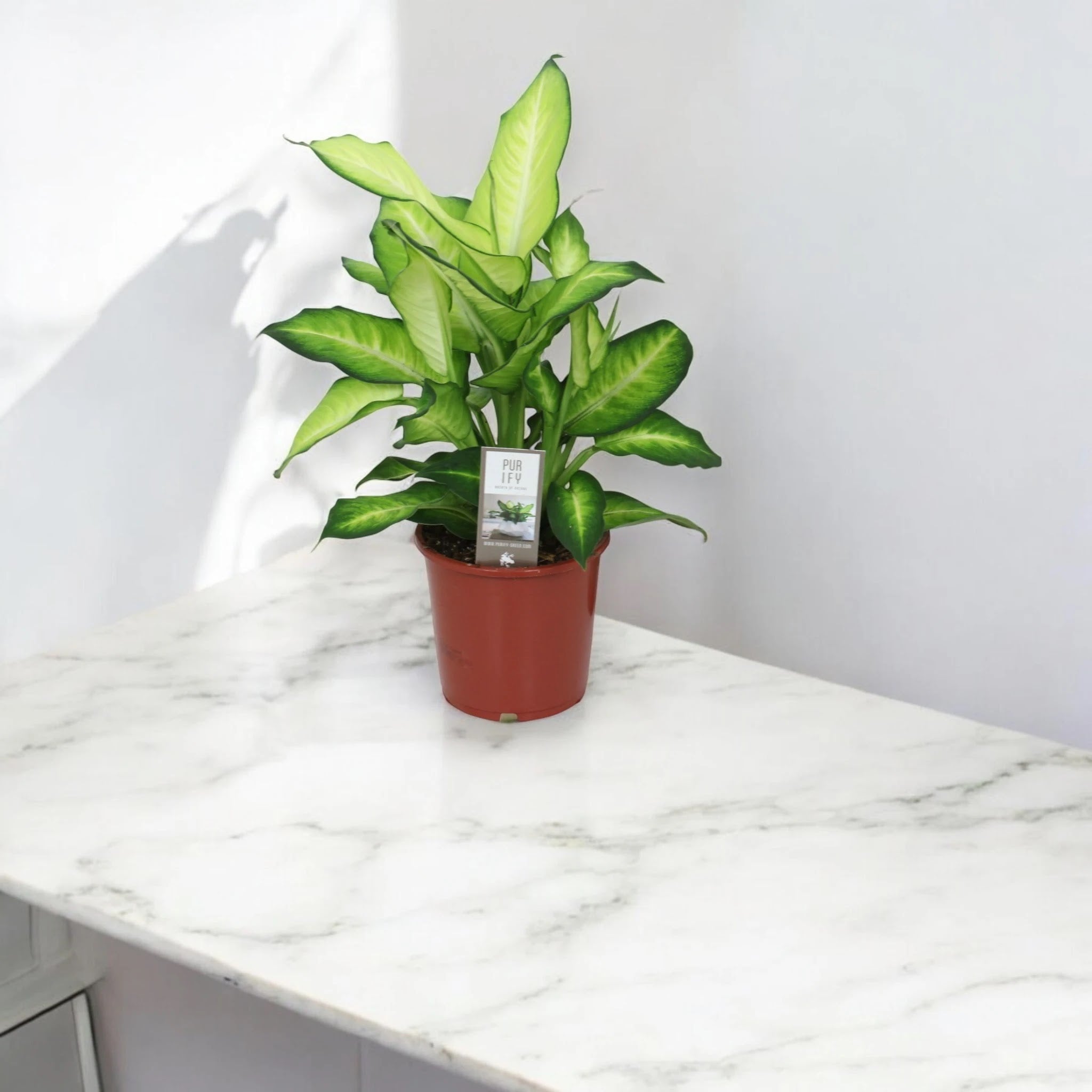 Dieffenbachia 'Summer style'