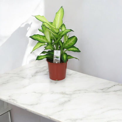 Dieffenbachia 'Summer style'