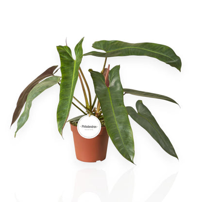 Philodendron atabapoense in vaso, pianta rara da interno con foglie allungate e venature pronunciate