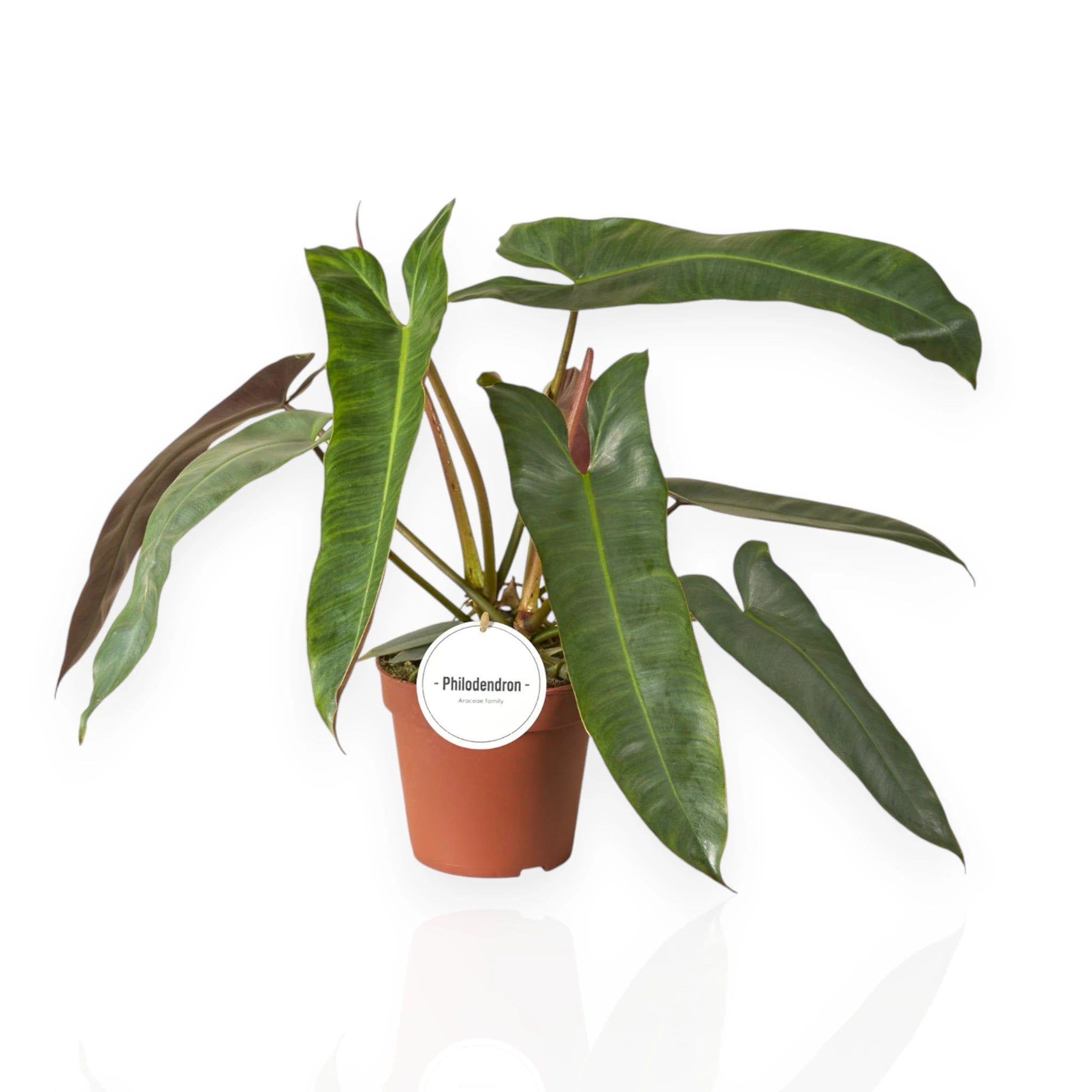 Philodendron atabapoense in vaso, pianta rara da interno con foglie allungate e venature pronunciate