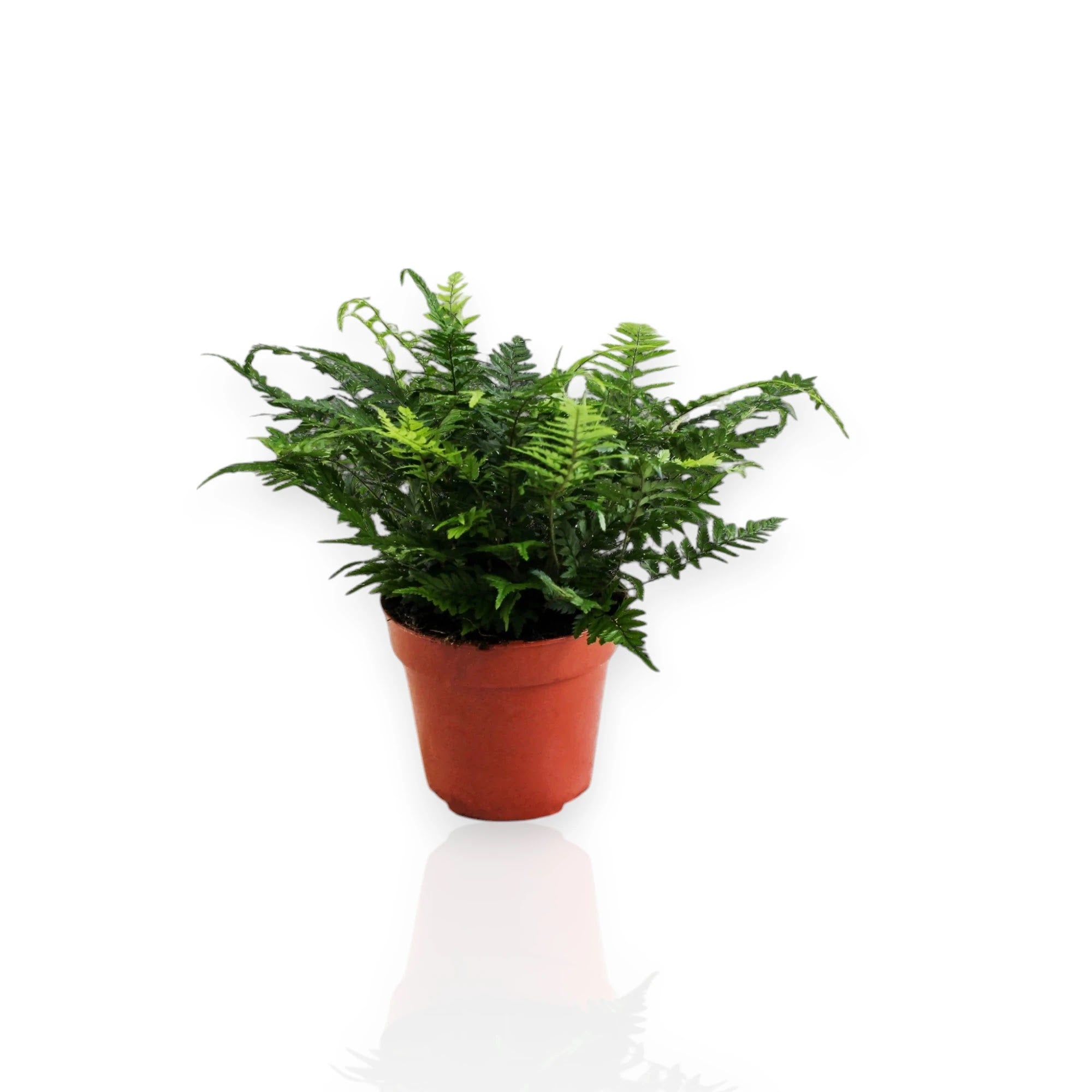 Dettaglio fronde bipennate Athyrium spicatum con foglioline finemente suddivise