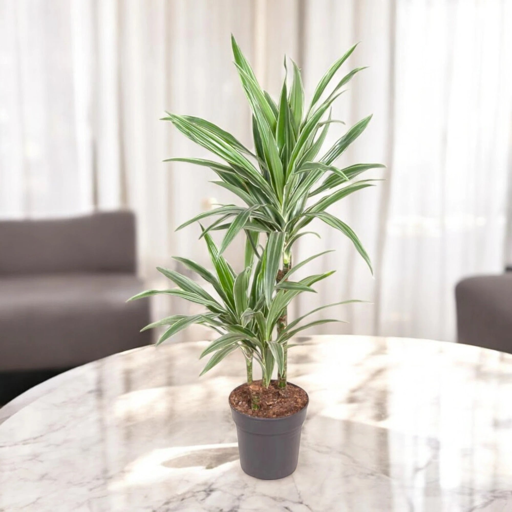 Dracaena fragrans 'Warneckei'