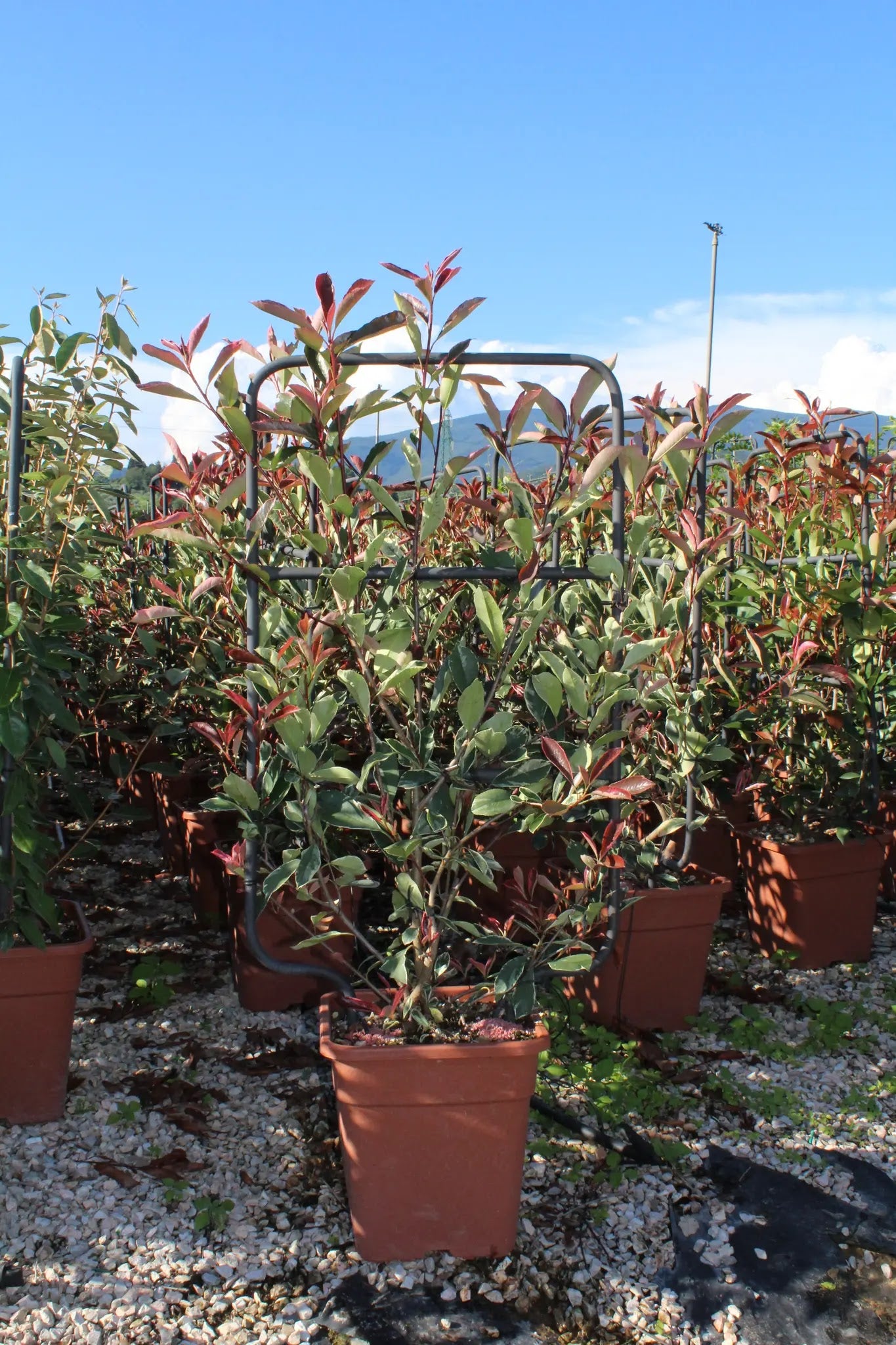 Photinia fraseri Pink Marble arbusto sempreverde con fogliame variegato bianco-crema in giardino