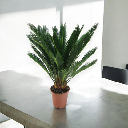 Cycas revoluta