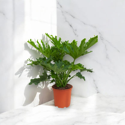 Philodendron 'Little hope'