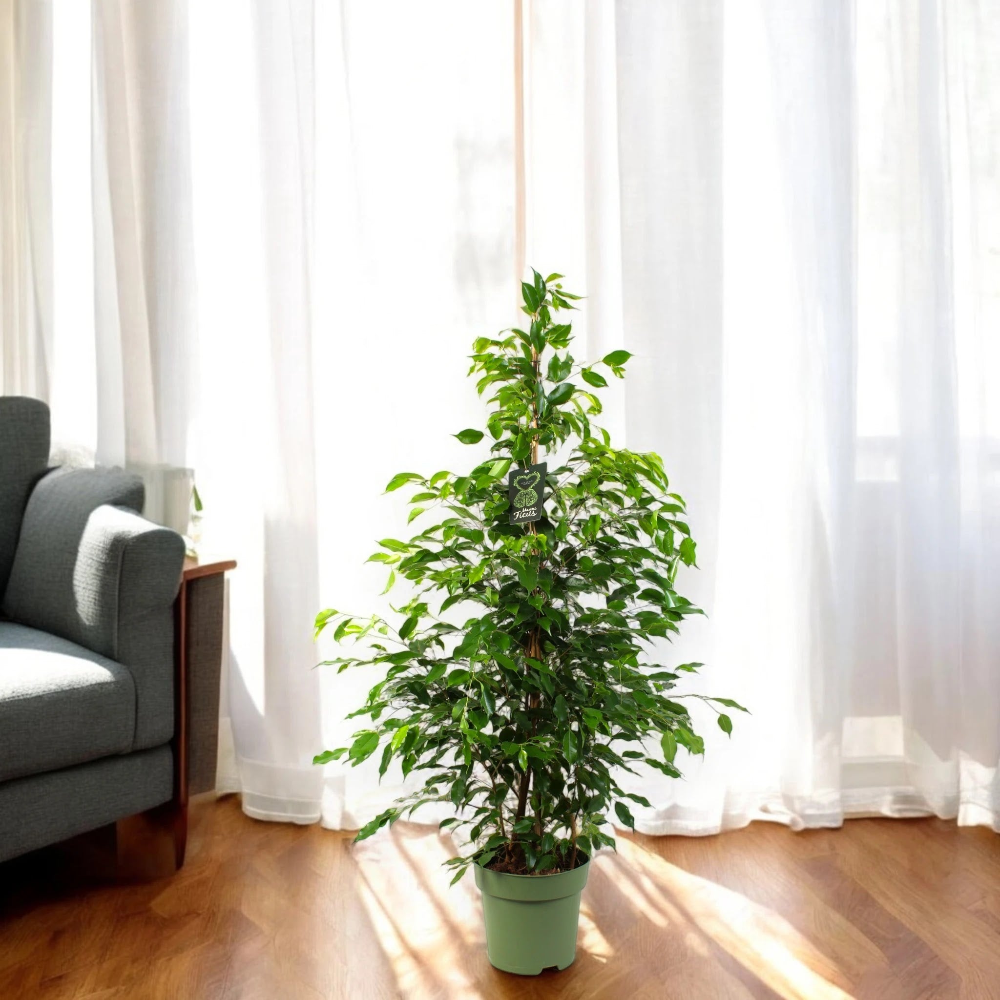 Ficus benjamina 'Exotica'