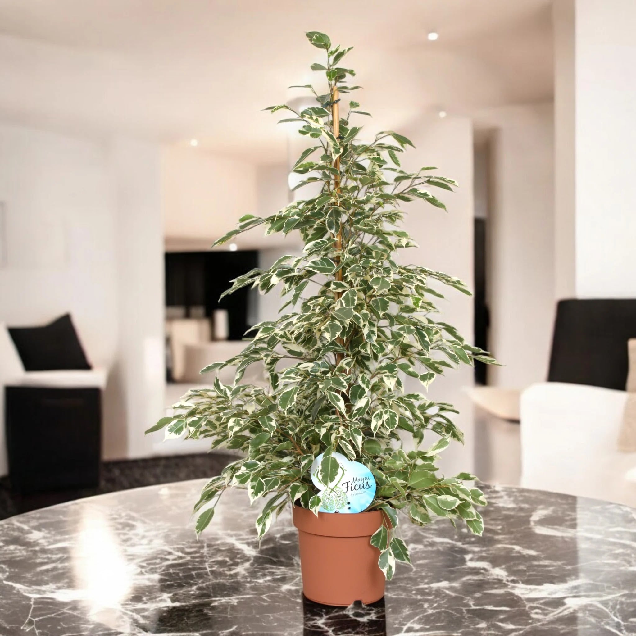 Ficus benjamina 'Twilight'