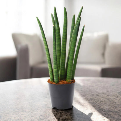 Sansevieria cylindrica 'Spaghetti'