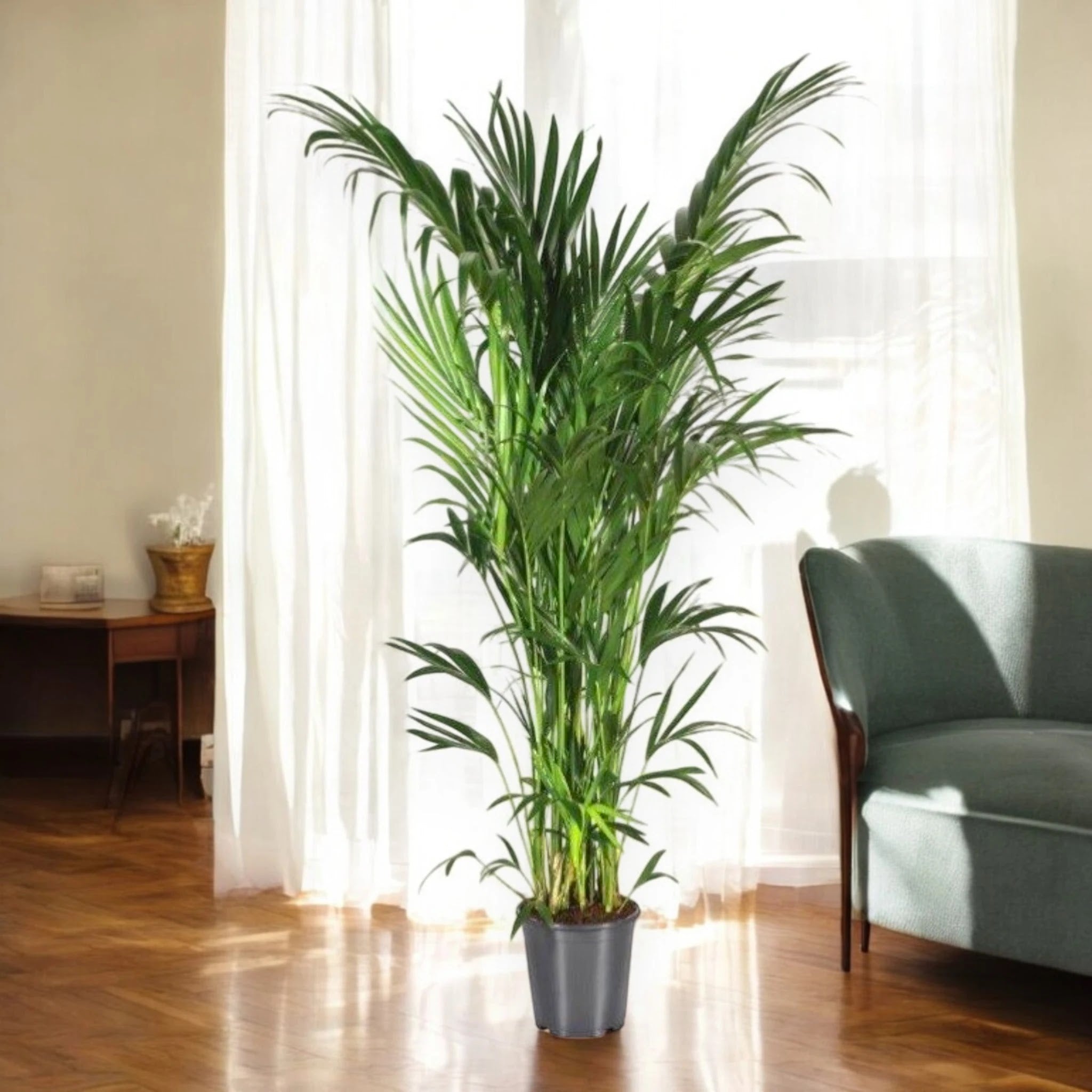 Howea forsteriana (Kentia)