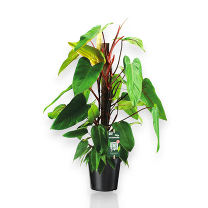 Philodendron Red Emerald pianta rampicante con foglie verdi e piccioli rossi in vaso da interno