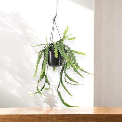 Epiphyllum anthonyanus