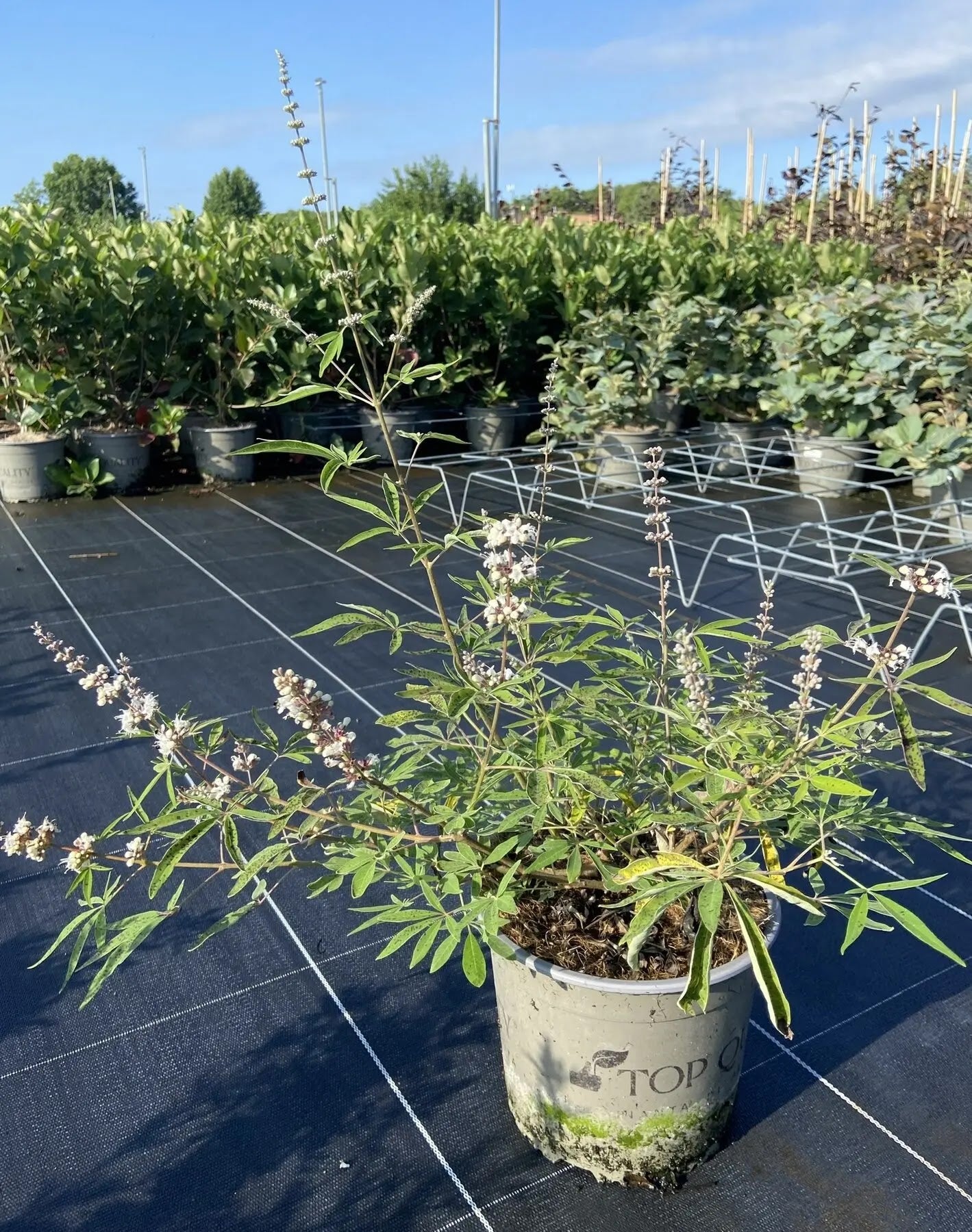 Vitex agnus-castus 'Galactic Pink'
